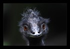 Marabu  © 2025 René Göke